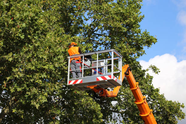 Best Fruit Tree Pruning  in Salton City, CA