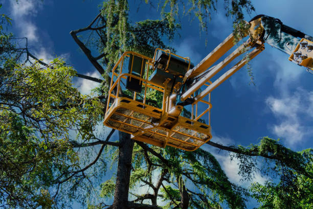 Best Leaf Removal  in Salton City, CA