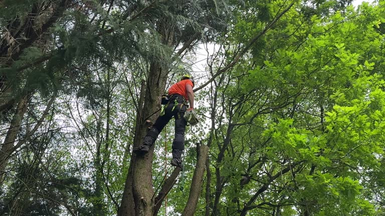 How Our Tree Care Process Works  in  Salton City, CA